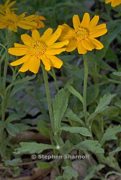 eriophyllum lanatum var grandiflorum 4 graphic